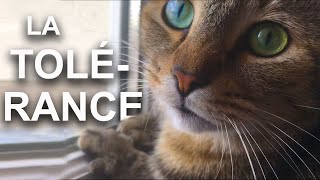 LA TOLERANCE - PAROLE DE CHAT