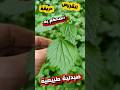 القريص او القراص الحريقة نبتة لا نهتم بها لكن فوائدها لا تعد و لا تحصى و ستصدمك 