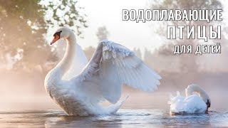 Учим Птиц, Развивающие Мультики, Видео Для Детей, Водоплавающие Птицы