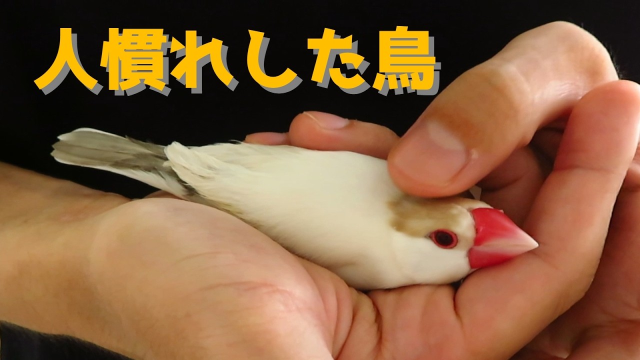 人間に慣れた文鳥はこうなる - YouTube