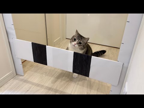 ハードルを何cm跳べるのかやってみたら運動音痴な猫がまさかのこうなりましたw