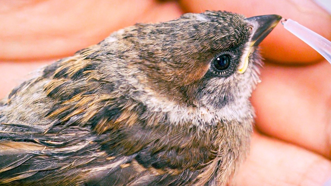 Cat Tried to Eat Baby Sparrow 😱 I Saved It!
