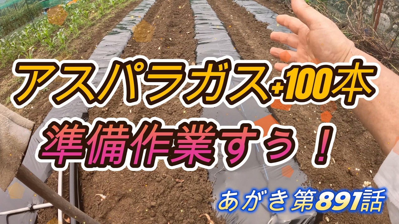 アスパラ様　リクエストページ アスパラガス追加100本！植える準備＞マルチシート張り＞3本＞260630第