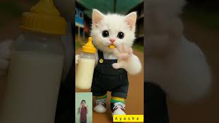 Beautiful White Cute Cat Honeymoon