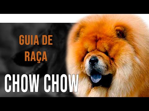 Vídeo: The Chow Chow: Uma raça maravilhosa e leal do cão