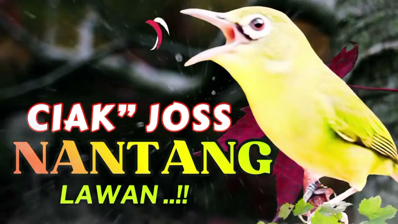 MASTERAN BURUNG PALING DI CARI !! Baru Diputar Langsung Bikin Lawan Emosi!