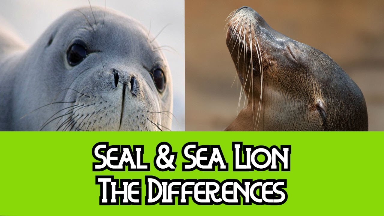 Seal & Sea Lion - The Differences - YouTube