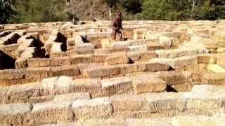 Arata Farms maze.