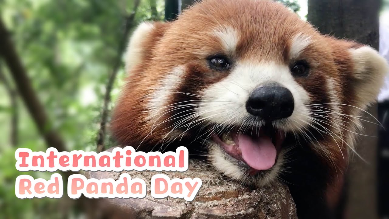 International Red Panda Day Special BrightColored Red Pandas iPanda