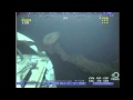 Δείτε το «εξωγήινο» θαλάσσιο πλάσμα που εντοπίστηκε στον Κόλπο του Μεξικού! 