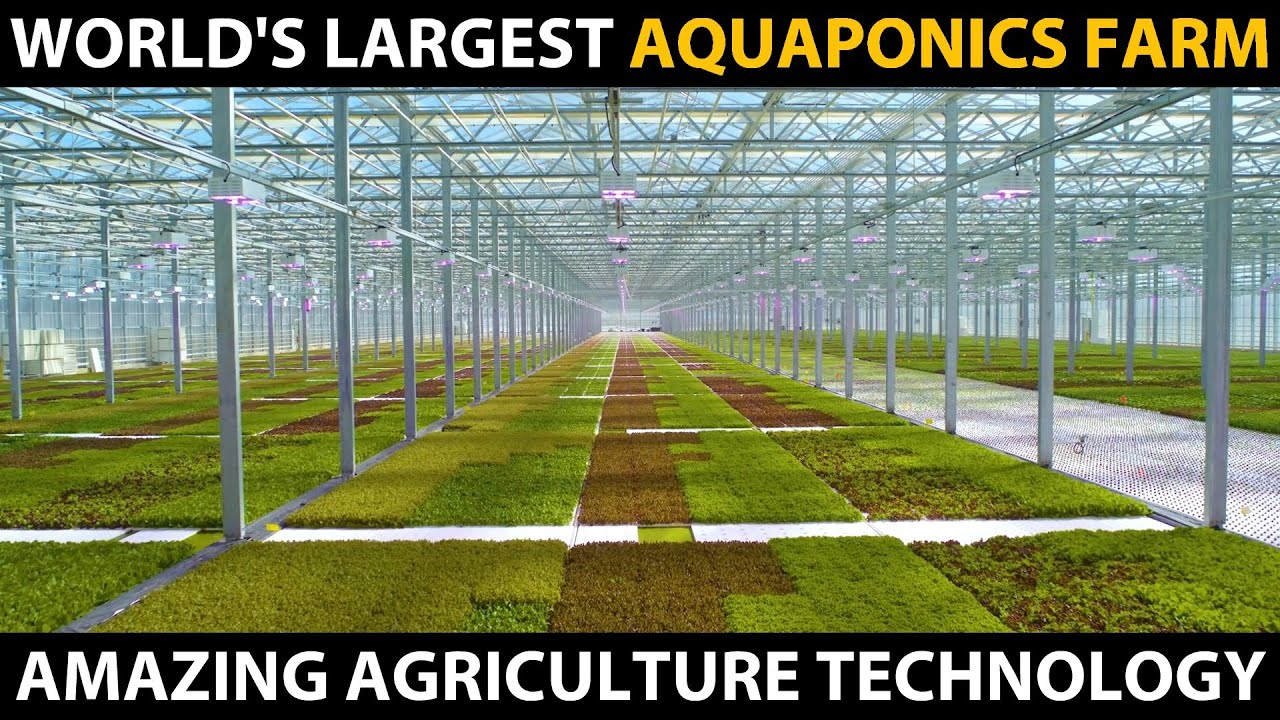 Largest aquaponics farm