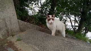 猫だらけの神社、タヌキみたいな猫が階段を上がってきた