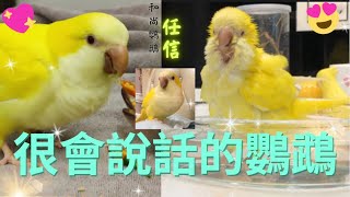 很會說話的和尚鸚鵡任信!太可愛啦!! Renshin the Monk Parrot is so cute!