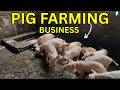 Inside Giwa Oke-Aro Pig Farm Estate: Challenges, Neglect & Real Pig Business Insights