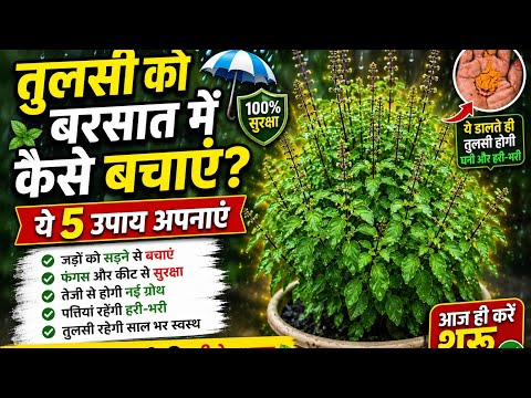 तुलसी को घना कैसे बनाएं? | बरसात में तुलसी की ऐसे करें देखभाल | #trending #viral #krishnagarden #yt
