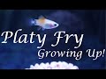 Platy fry growing up  november to february