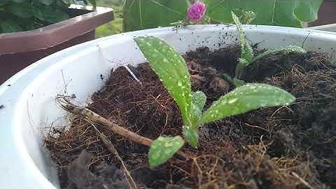 Nhân Giống Cúc Bách Nhật Từ Hạt - How to grow gomphrena plant from seeds