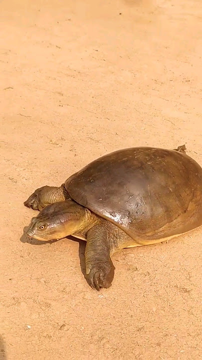 🐢Tortoise | कछुआ | Turtle #shorts #tortoise #turtle