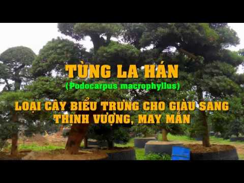Tùng la hán loại cây biểu trưng cho giàu sang quyền lực và may mắn