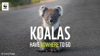 Koalas Have Nowhere To Go Wwf-Australia
