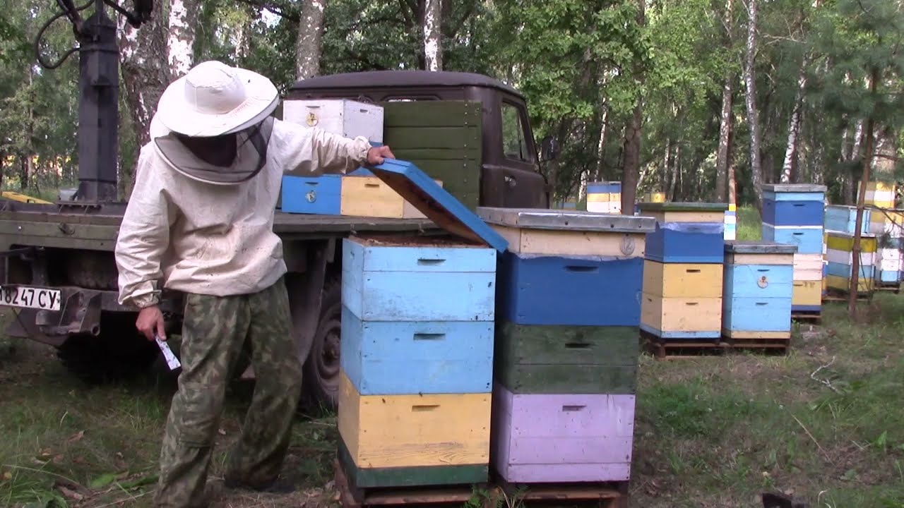 Работа пчелоудалителей, отбираю мед.