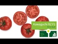 Kawaguchi rz f1 tomato variety
