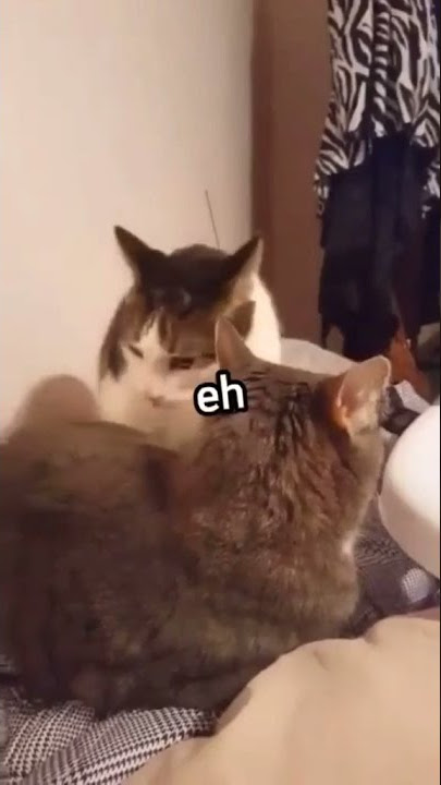 [ Anime Funny ] - Nani nani? Yamete Onii-chan