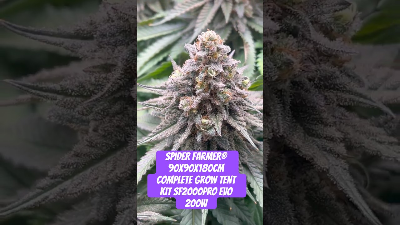 Spider Farmer® 90X90X180cm Complete Grow Tent Kit SF2000PRO EVO 200W  