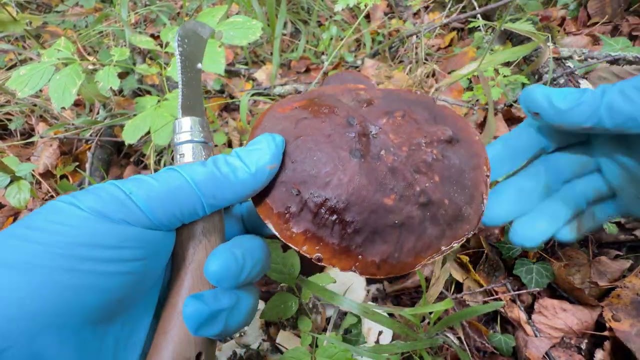 Ep. 43 เก็บเห็ดผึ้งหัวดำ หลายคักจ้า สะออนๆ 