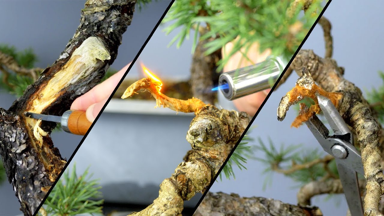 SHARI et JIN sur un PIN SYLVESTRE 🌳AFDB🌳