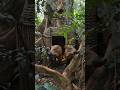 Skills in trapping native wild boar pests 😱 #trapping #skills #bushcraft #hunting #wildboar #shorts