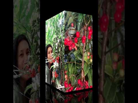 أرديسيا كريناتا تغذية قصيرة محبي النباتات نصائح للعناية بالنباتات