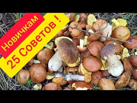 Как правильно искать грибы новичкам