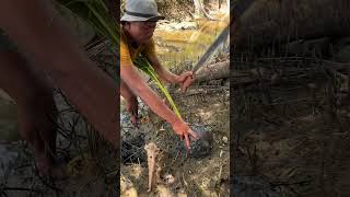 ASMR Sprouted Coconut Harvesting & Splitting 🌴🥥