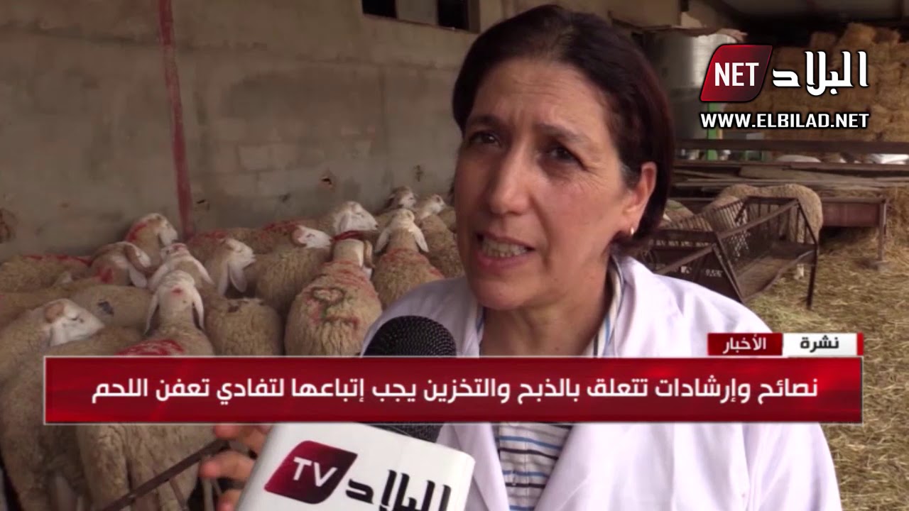 الجزائر نيجيريا أطباء بيطريون يقدمون نصيحة مهمة لتفادي تعفن أضحية العيد يوم النحر