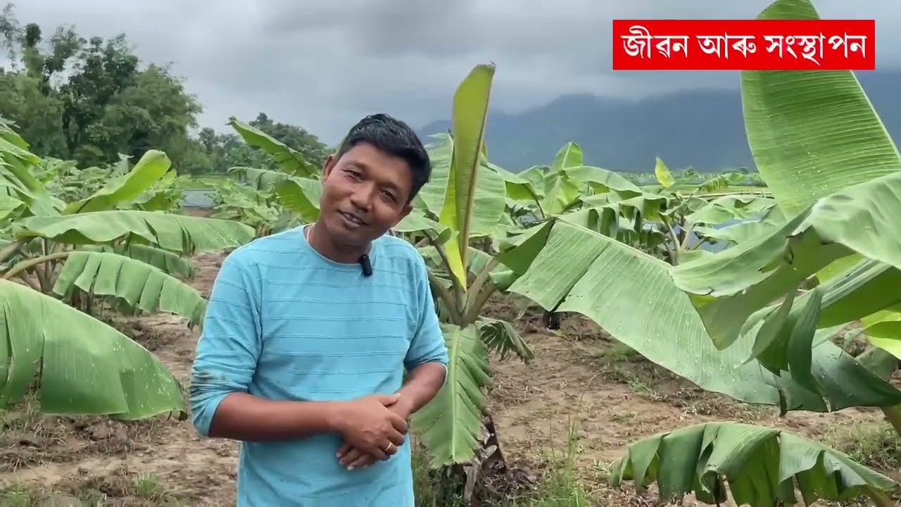 গোৱালপাৰাৰ কল খেতি  Debabrata Rabha॥Banana Cultivation॥Banana Farming Assam॥