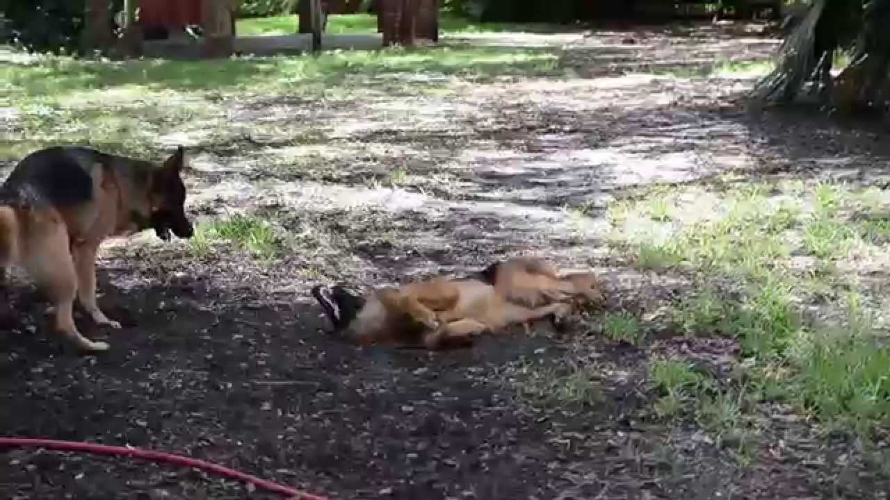 Super Zoomies German Shepherd YouTube