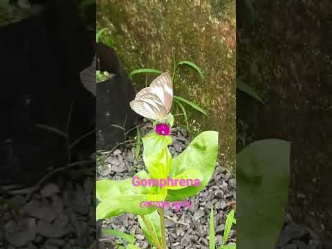 Видео: Привлича ли гомфрена пеперуди?