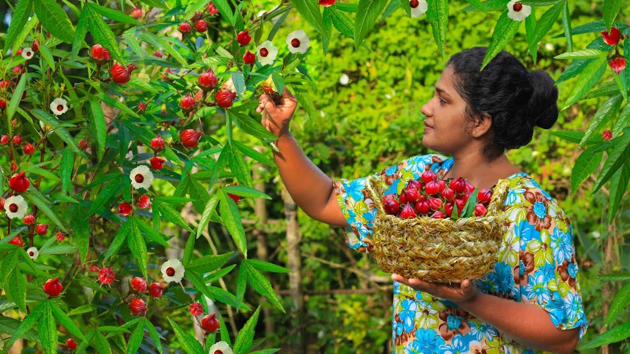 Flower Plantations In Sri Lanka Best Flower Site