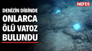 Antalyada Deniz Dibinde Çok Sayıda Ölü Vatoz Görüntülendi