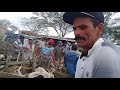 FEIRA DE GADO COM BODES E GALINHA NA FEIRA DO LIGEIRO EM CAMPINA GRANDE PB