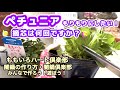 【ペチュニアの育て方】【ももいろハート摘芯】1回目からモリモリにしたい！何回摘芯しますか？ももいろハート倶楽部・闇鍋倶楽部