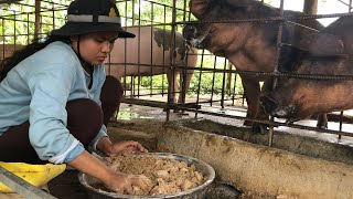 How to feed Pigs mixed with a banana tree at low cost and Pig like eat  . (Episode 25)