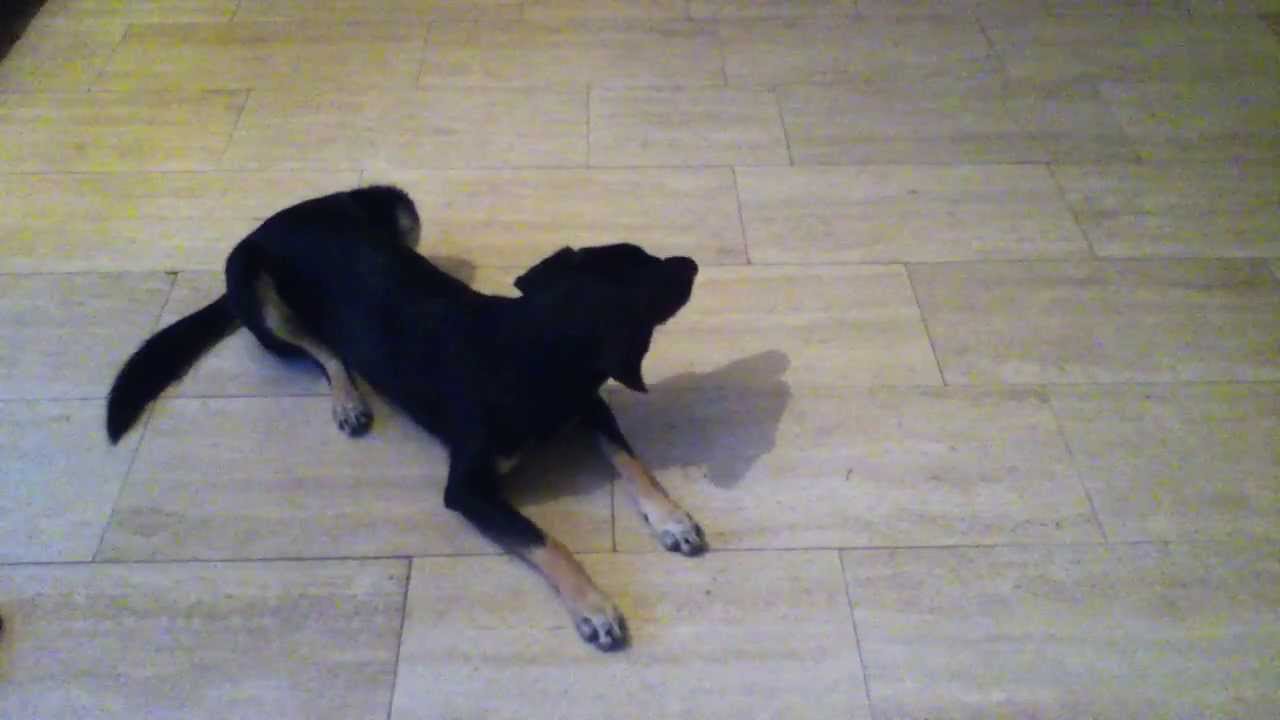 Hunde erziehung dem Hund Bleib beibringen YouTube