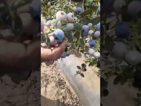 Video: Cómo cosechar arándanos - Consejos para recolectar arándanos