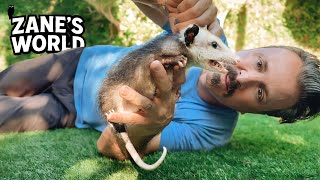 Opossum Myths Are Possums Harmless