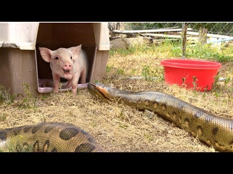 Anaconda Enters Pig Pen--Eats Pig