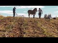 Harvesting Potatoes With Horse-Drawn Plow