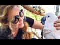 Bird community raised money to help rescued cockatoos in need  the chloe sanctuary