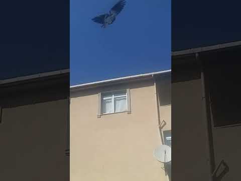 EN GÜNCEL OYUN